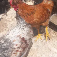 مرغ و خروس کاکلی