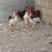 ۵عددخروس رسمی