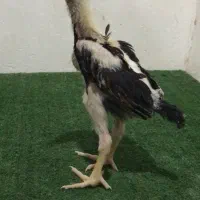 جوجه مرغ و خروس اوشامو