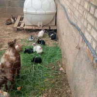 فروش خرگوش نربالغ،