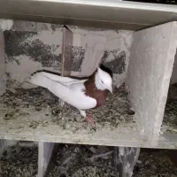 پرنده|پرنده|ملکان, |دیوار