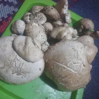 قارچ کوهی