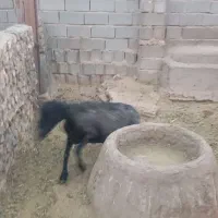 میش قصر