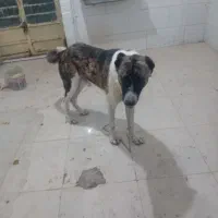 توله سگ خراسانی