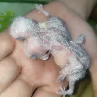 جوجه کوتوله برزیلی