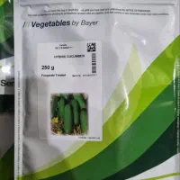 بذر خیار رویال 2N اصل و تضمینی