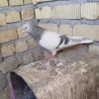 سوسنی دم‌سفید ماده