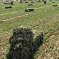 یونجه