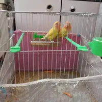 طوطی کوتوله