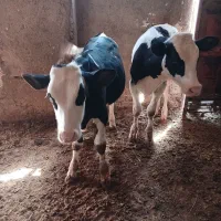دوراس گوساله نر یک راس سیمنتال یک راس هلشتاین