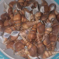 گوش ماهی تمیز شسته شده