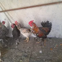 جوجه گلین ۲۰ روزه و ۷ روزه