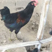 مرغ و خروس محلی