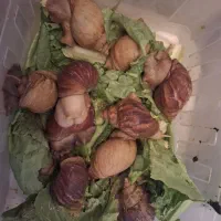 حلزون اچاتینا