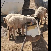 بره ماده