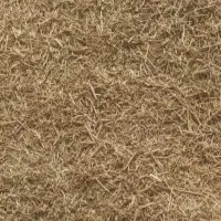 کاه سیاه دانه(قره دنه سامانی)
