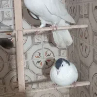 ۷عدد کبوتر