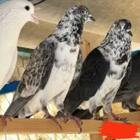 کفتر تهرانی