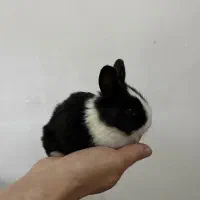 خرگوش