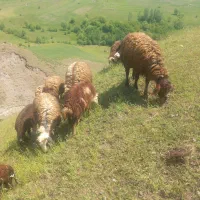 توغلی