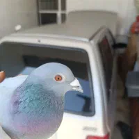 کبوتر کفتر مسافتی سهره