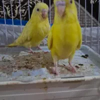 دوتامرغ عشق هلندی جوان دونخور