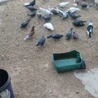 کفتر|پرنده|چترود, |دیوار