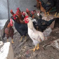خروس جوان