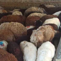 دام با تماس زنده گوسفند کم دو