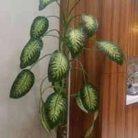 گل طبیعی دیفن باخیا