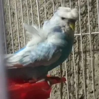 مرغ عشق پروانه ای
