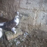 کبوتر|حیوانات|میاندوآب, |دیوار