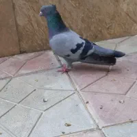 کفتر سبز