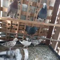 کبوتر|پرنده|پاکدشت, خاتون آباد|دیوار