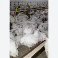 مرغ زنده گوشتی ارگانیک باغذای سالم.طعمی بی نظیر
