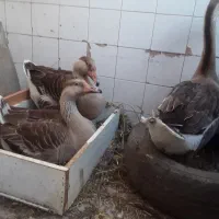 سوسنگرد نوددستگاه