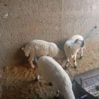 بره نر درجه یک محلی