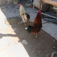 خروس|حیوانات مزرعه|ضیاء آباد, |دیوار
