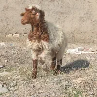 بره نر|حیوانات مزرعه|مشهد, کلاته برفی|دیوار