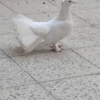 کبوتر