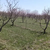 باغچه واقع در روستای قره گوز ایل|فروش خانه و ویلا|ارومیه, |دیوار