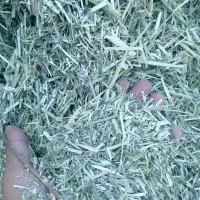 یونجه اسپرس
