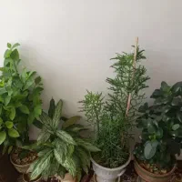 گل طبیعی|گل و گیاه طبیعی|ایوان, |دیوار