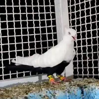 کبوتر قزوین|پرنده|قزوین, |دیوار