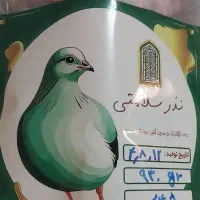 گوشت بلدرچین تازه با قیمت استثنایی - فروش ویژه