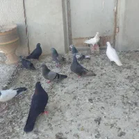 ده تا کبوتر