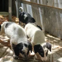 توله سگ بومی
