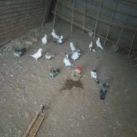 کبوتر پرشی بشرط