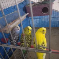 مرغ عشق نروماده