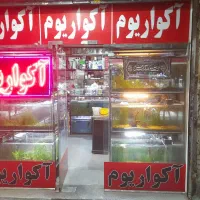 تغییر مالکیت تمام مغازه اکواریم وماهی بصورت کامل